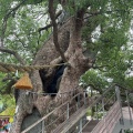 実際訪問したユーザーが直接撮影して投稿した坂本自然名所山王神社 被爆クスノキの写真