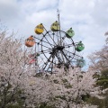 実際訪問したユーザーが直接撮影して投稿した千手町公園千手山公園の写真