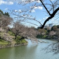 実際訪問したユーザーが直接撮影して投稿した河川千鳥ケ淵の写真