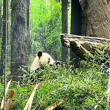 上野動物園のundefinedに実際訪問訪問したユーザーunknownさんが新しく投稿した新着口コミの写真