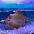 実際訪問したユーザーが直接撮影して投稿した金城ふ頭水族館 / アクアリウムシーライフ名古屋の写真