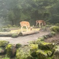 実際訪問したユーザーが直接撮影して投稿した須山動物園富士サファリパークの写真