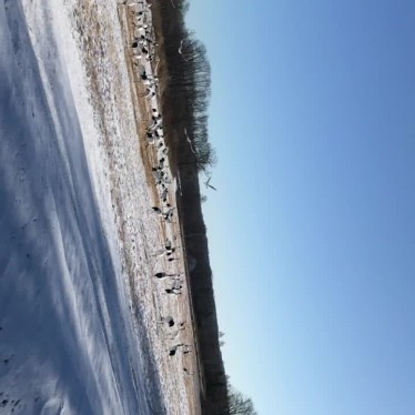 実際訪問したユーザーが直接撮影して投稿した下雪裡生息地 / 群生地・飛来地鶴見台の写真