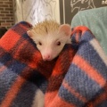 実際訪問したユーザーが直接撮影して投稿した神宮前テーマカフェHedgehog Cafe HARRY 原宿駅前店の写真