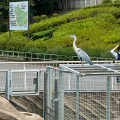 実際訪問したユーザーが直接撮影して投稿した東山元町動物園東山動植物園の写真