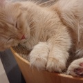 実際訪問したユーザーが直接撮影して投稿した大須テーマカフェ猫カフェ Puchi Marry 名古屋大須店の写真