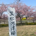 実際訪問したユーザーが直接撮影して投稿した笠松町公園笠松河津桜ロードの写真