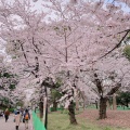 実際訪問したユーザーが直接撮影して投稿した上野公園公園上野恩賜公園の写真