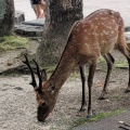 実際訪問したユーザーが直接撮影して投稿した宮島町神社厳島神社の写真