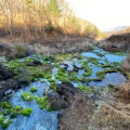 実際訪問したユーザーが直接撮影して投稿した入山公園チャツボミゴケ公園の写真