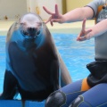 実際訪問したユーザーが直接撮影して投稿した内浦長浜水族館 / アクアリウム伊豆・三津シーパラダイスの写真