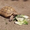 実際訪問したユーザーが直接撮影して投稿した欠町動物園岡崎市東公園 動物園の写真