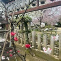 実際訪問したユーザーが直接撮影して投稿した桜井町神社首途八幡宮の写真