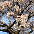 実際訪問したユーザーが直接撮影して投稿した八幡町公園武蔵野中央公園の写真