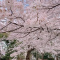 実際訪問したユーザーが直接撮影して投稿した上野公園公園上野恩賜公園の写真