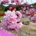 実際訪問したユーザーが直接撮影して投稿した大森花のきれいなスポット立谷川の芝桜の写真