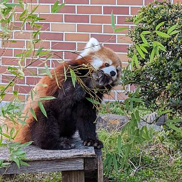 東武動物公園のundefinedに実際訪問訪問したユーザーunknownさんが新しく投稿した新着口コミの写真