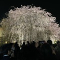 実際訪問したユーザーが直接撮影して投稿した祇園町北側公園祇園しだれ桜の写真