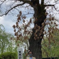 実際訪問したユーザーが直接撮影して投稿した角館町資料館仙北市角館樺細工伝承館の写真