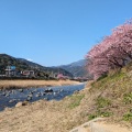 実際訪問したユーザーが直接撮影して投稿した河川河津川の写真