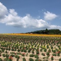 実際訪問したユーザーが直接撮影して投稿した西5線北植物園 / 樹木園フラワーランドかみふらのの写真