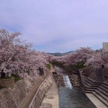 実際訪問したユーザーが直接撮影して投稿した恋の窪河川佐保川の写真