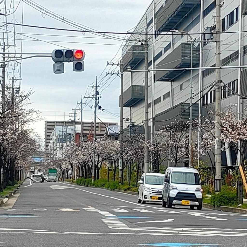 実際訪問したユーザーが直接撮影して投稿した菱江桜の名所桜並木の写真