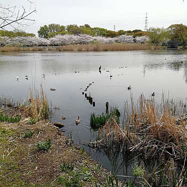 舎人公園 大池のundefinedに実際訪問訪問したユーザーunknownさんが新しく投稿した新着口コミの写真