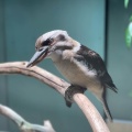 実際訪問したユーザーが直接撮影して投稿した日進町水族館 / アクアリウムカワスイ川崎水族館の写真