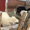 実際訪問したユーザーが直接撮影して投稿した高島平動物園こども動物園 高島平分園の写真