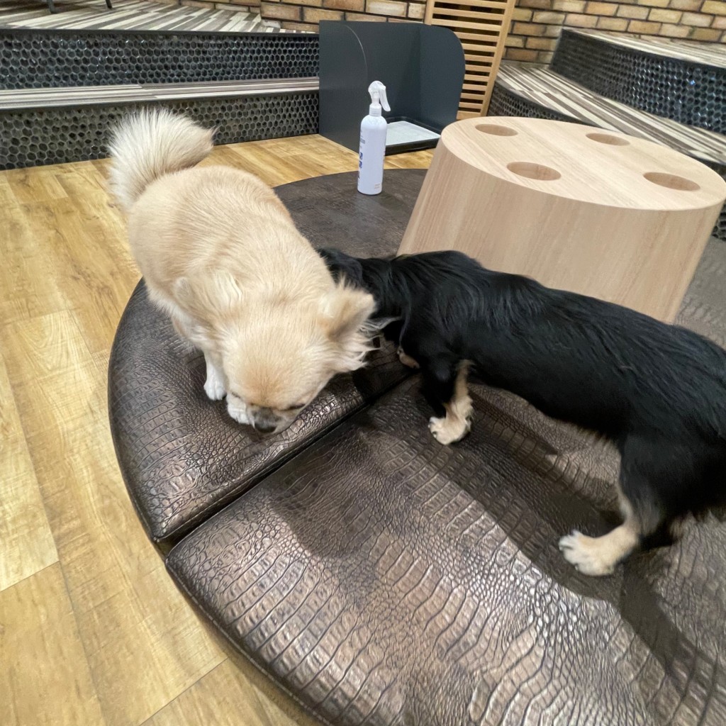 実際訪問したユーザーが直接撮影して投稿したりんくう町カフェpuppy cafe Rio 常滑店の写真