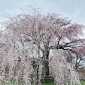 実際訪問したユーザーが直接撮影して投稿した祇園町北側公園祇園しだれ桜の写真