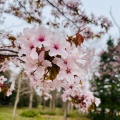 実際訪問したユーザーが直接撮影して投稿したモエレ沼公園桜の名所モエレ沼公園 サクラの森の写真