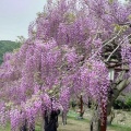 実際訪問したユーザーが直接撮影して投稿した藤野公園藤公園の写真