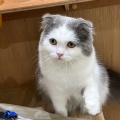 実際訪問したユーザーが直接撮影して投稿した白鳥町カフェCat Cafe MOFF イオンモール豊川店の写真