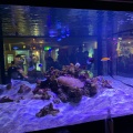 実際訪問したユーザーが直接撮影して投稿した二見町江水族館 / アクアリウム伊勢シーパラダイスの写真