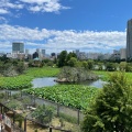 実際訪問したユーザーが直接撮影して投稿した上野公園湖沼 / 池不忍池の写真