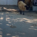 実際訪問したユーザーが直接撮影して投稿した南公園動物園福岡市動植物園の写真