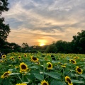 実際訪問したユーザーが直接撮影して投稿した長居公園植物園 / 樹木園長居植物園の写真