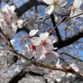 実際訪問したユーザーが直接撮影して投稿した大嶺町東分桜の名所美祢さくら公園の写真