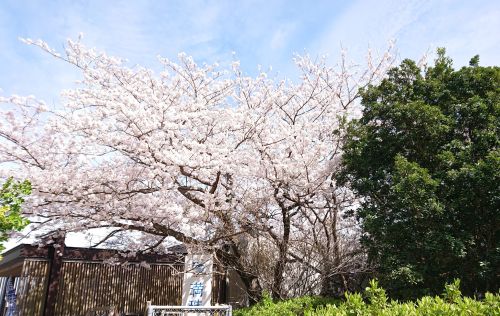 実際訪問したユーザーが直接撮影して投稿したみもすそ川町旅館満珠荘の写真