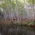 実際訪問したユーザーが直接撮影して投稿した松之山松口自然名所美人林の写真