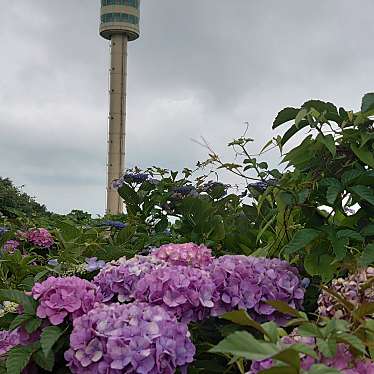 実際訪問したユーザーが直接撮影して投稿した弥彦公園弥彦山頂公園の写真