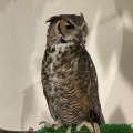 実際訪問したユーザーが直接撮影して投稿した新中道テーマカフェMoff animal cafe イオンモール新利府店の写真