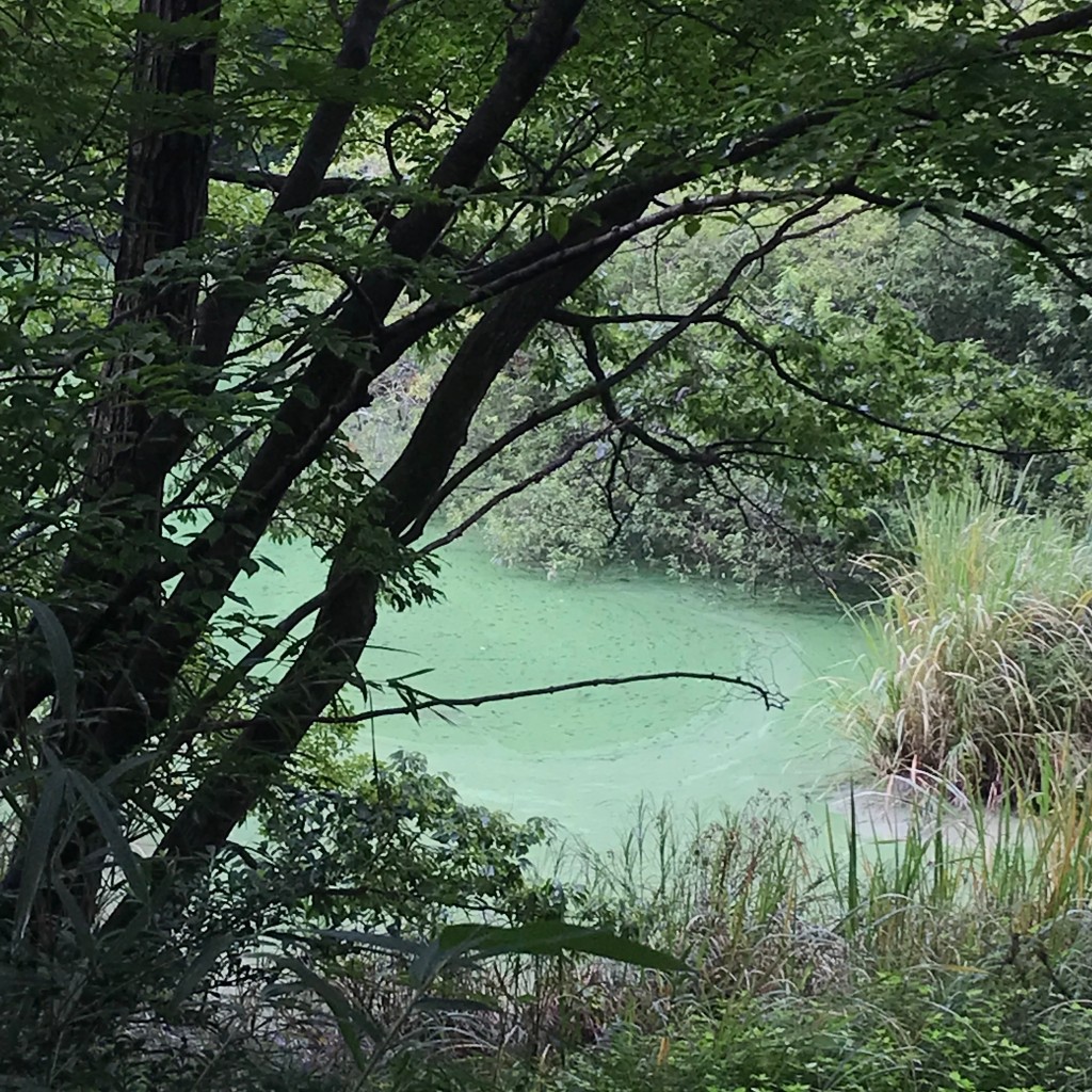 実際訪問したユーザーが直接撮影して投稿した湖沼 / 池与兵衛沼の写真