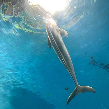 実際訪問したユーザーが直接撮影して投稿したあるかぽーと水族館 / アクアリウム市立しものせき水族館 海響館の写真