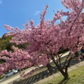 実際訪問したユーザーが直接撮影して投稿した河川倉敷川の写真