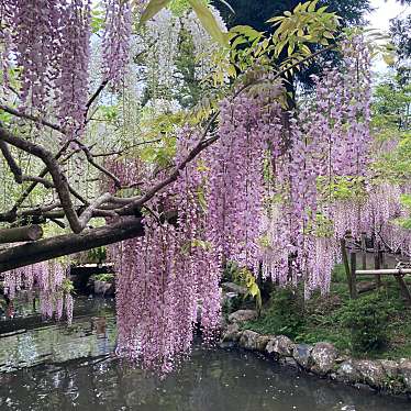 春日大社 萬葉植物園のundefinedに実際訪問訪問したユーザーunknownさんが新しく投稿した新着口コミの写真