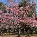 実際訪問したユーザーが直接撮影して投稿した二の宮公園茨城県営洞峰公園の写真