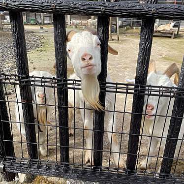 実際訪問したユーザーが直接撮影して投稿した船越町動物園九十九島動植物園 森きららの写真